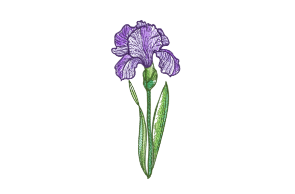 Iris Flower: A Majestic Choice for Personalized Gifts
